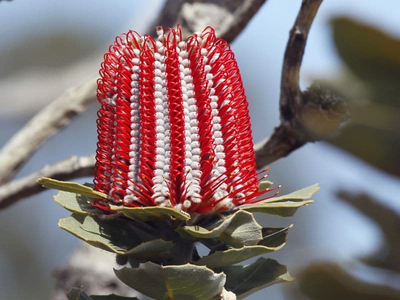 protea banksia écarlate