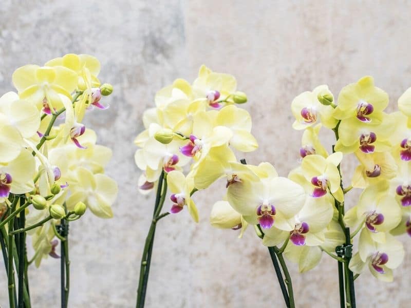 orchidées phalaenopsis blanc cassé