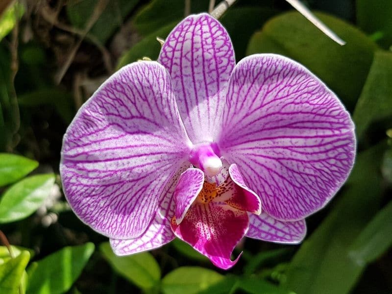 orchidées phalaenopsis mouchetées de rose