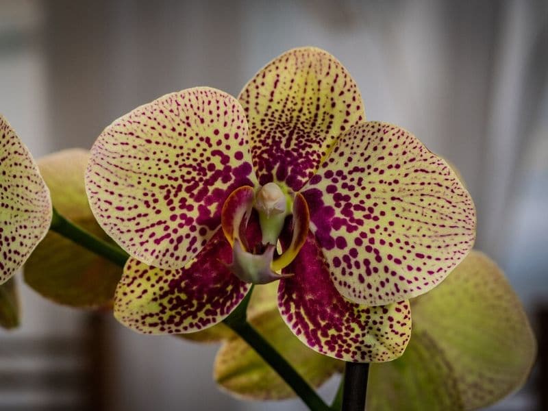 orchidées phalaenopsis jaunes avec centre et stries violettes
