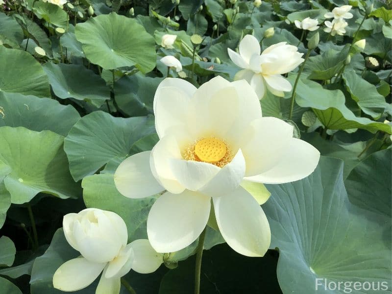 fleur de lotus en gros plan
