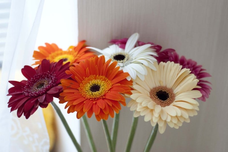 marguerites gerbera colorées