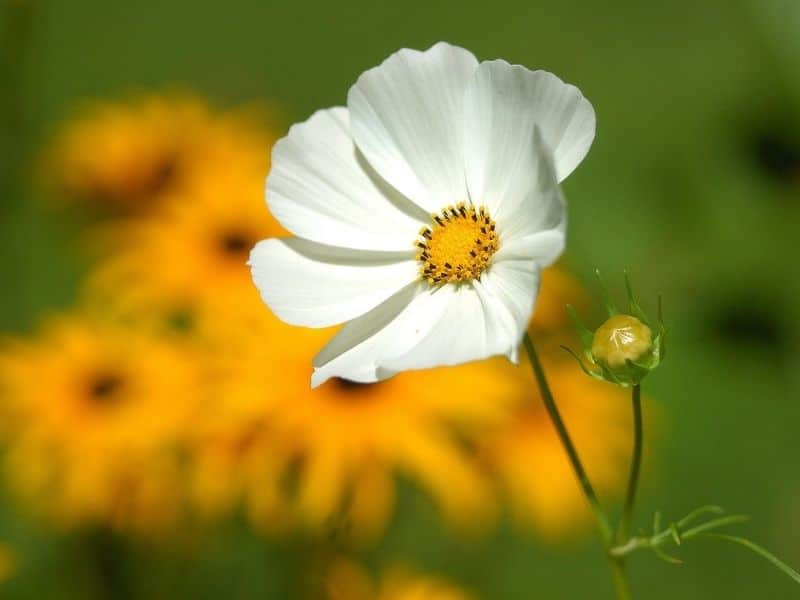 cosmos blanc