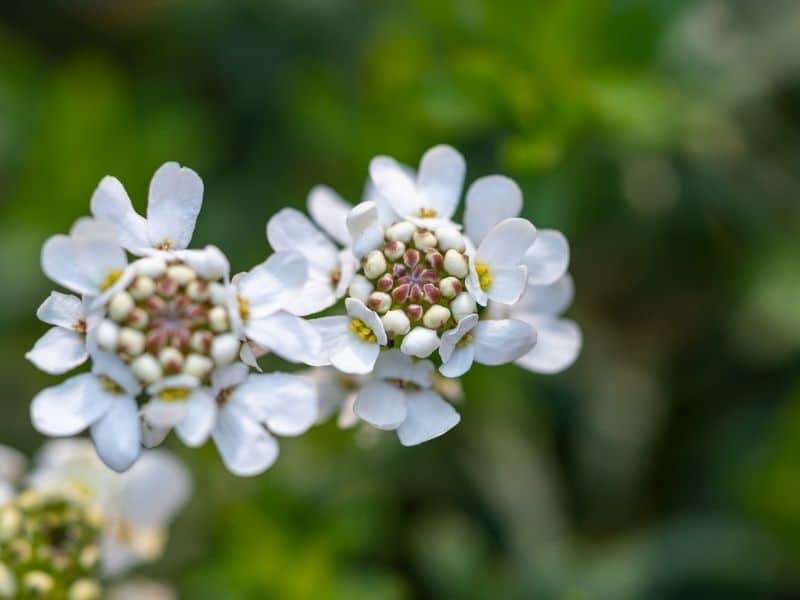 candytuft blanc