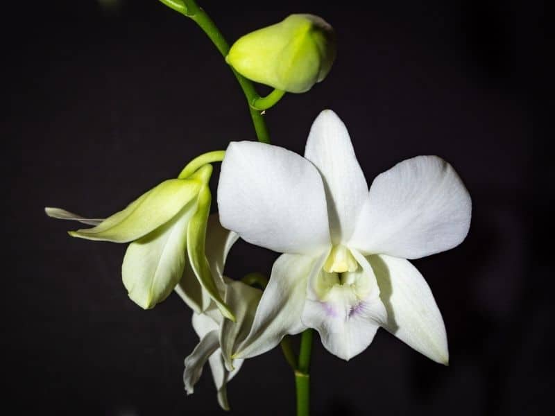 orchidée dendrobium blanche