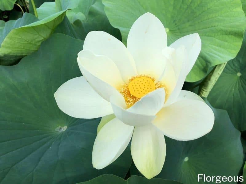 lotus blanc