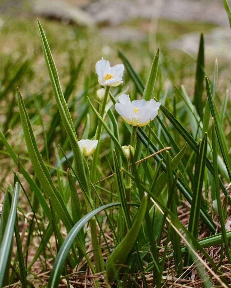 bruant de neige blanc