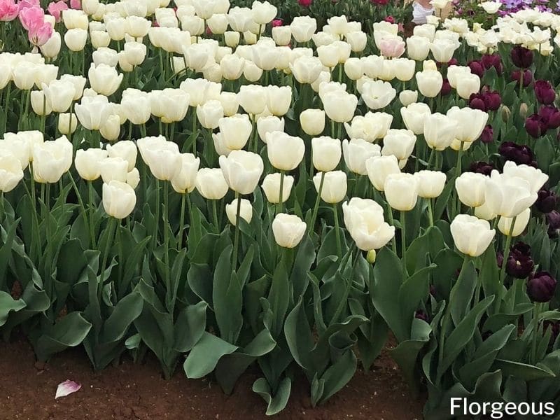 tulipes blanches