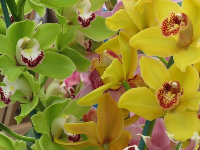 orchidées cymbidium vertes