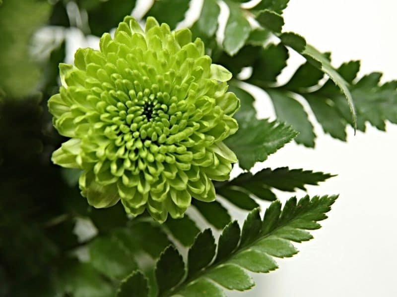 chrysanthème vert