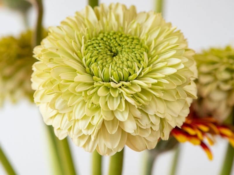 gerbera vert lime