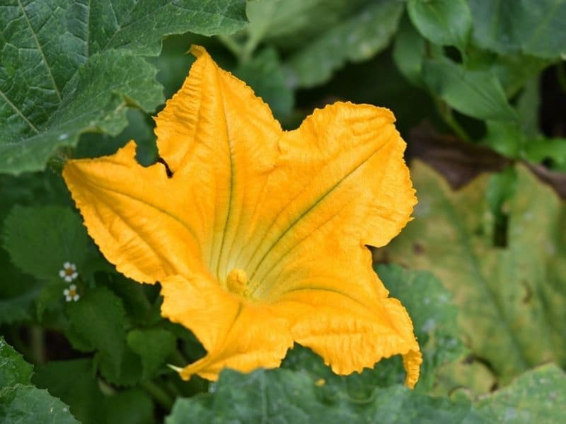 fleur de courge jaune