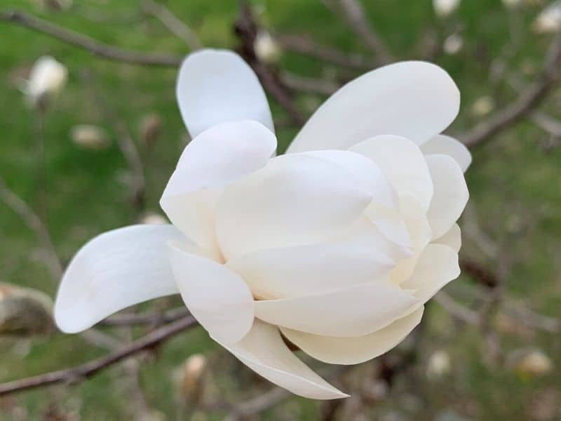 magnolia à anis