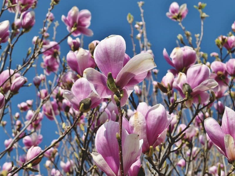 fleurs de magnolia