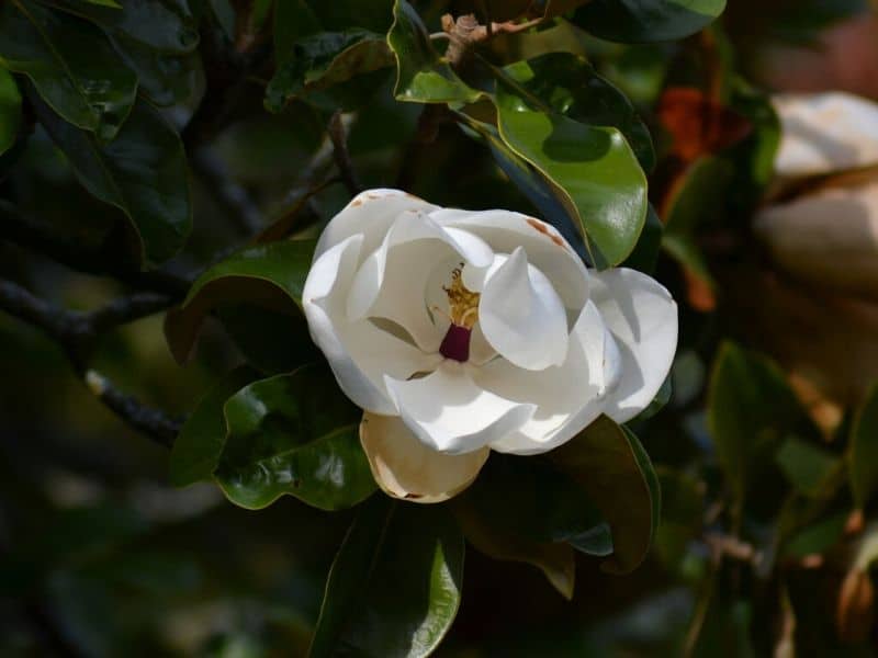 magnolia du sud