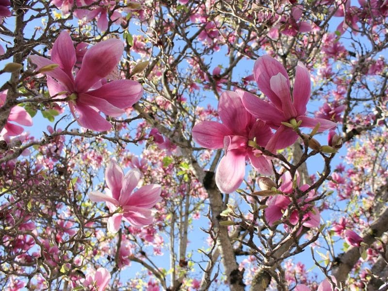 magnolia à soucoupe