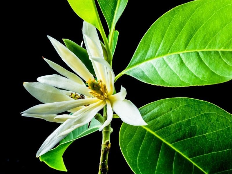 magnolia champak