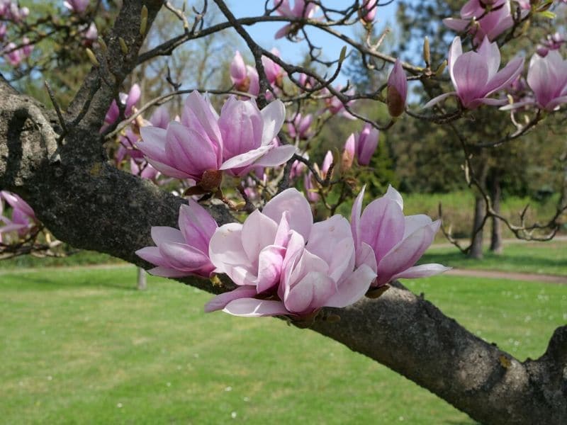 magnolia rose dans une branche d'arbre