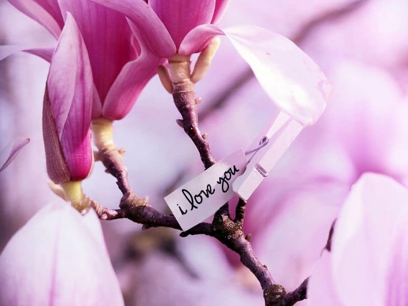 magnolia avec i love you