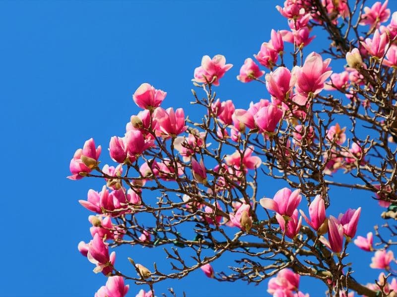 magnolia arbre à fleurs