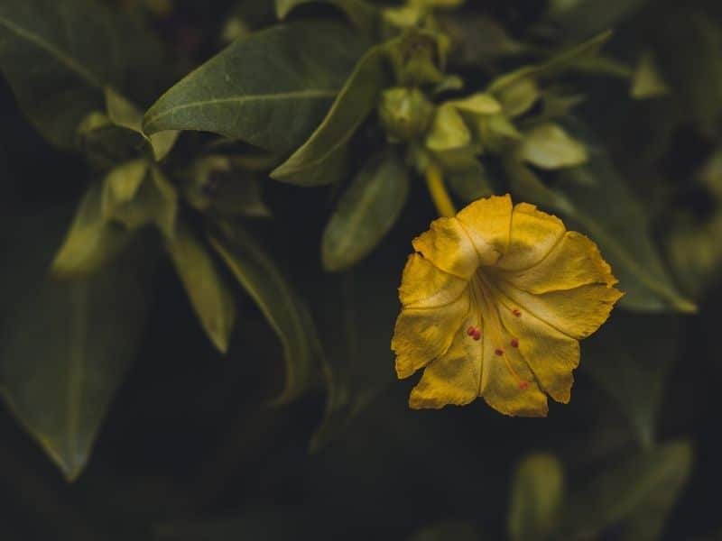 mirabilis jaune jalapa