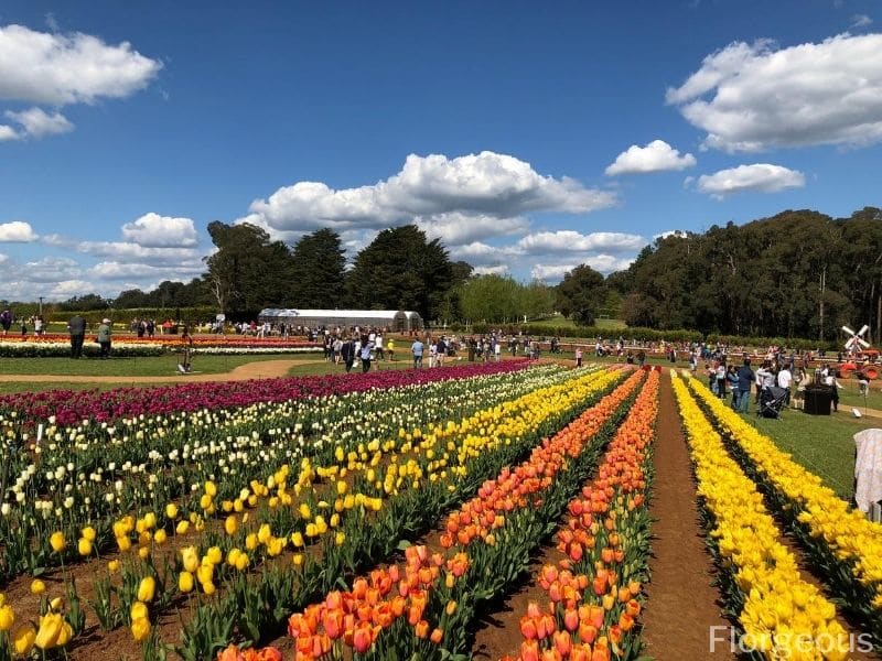 tulipes colorées