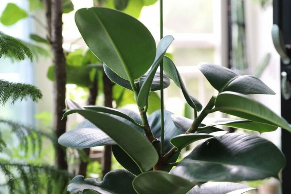 Plante caoutchouc (Ficus elastica)