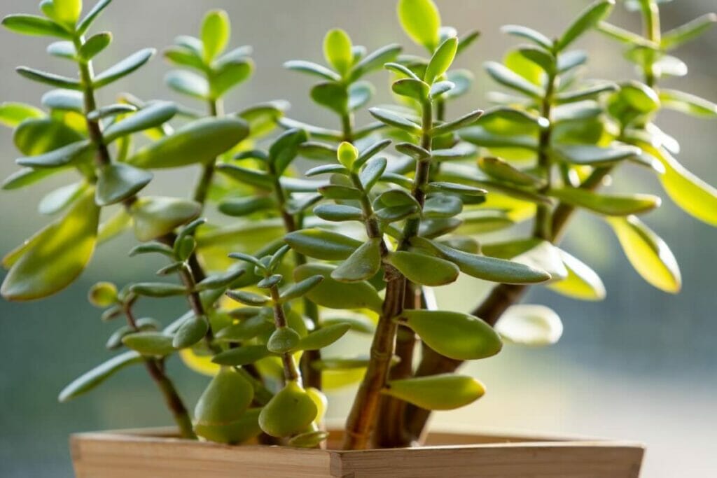 Plante de jade (Crassula ovata)