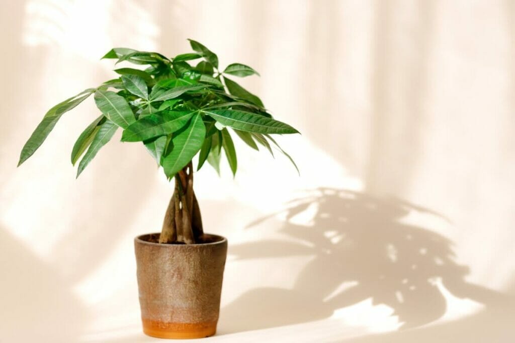 Pachira aquatique (Pachira aquatica)
