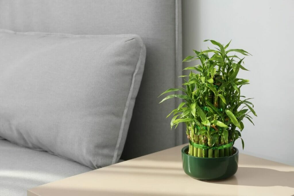 Bambou chanceux (Dracaena sanderiana)