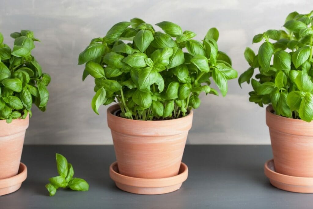 Basilic (Ocimum basilicum)