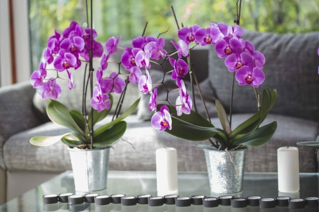 Orchidées (Orchidaceae)