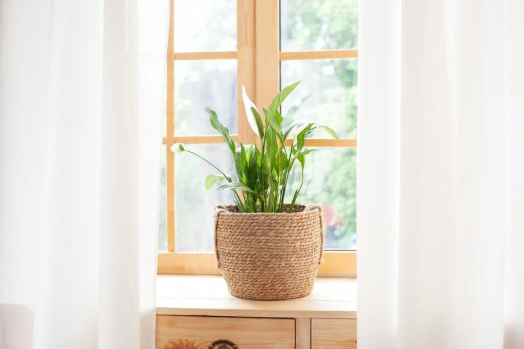 Lis de paix (Spathiphyllum)