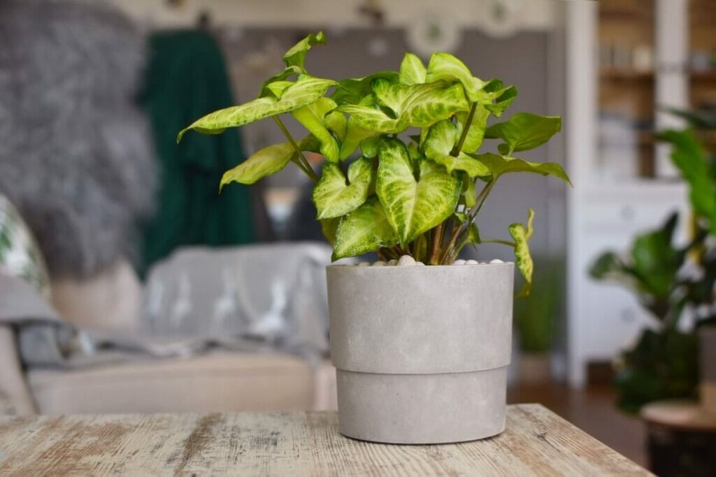 Plante à tête de flèche (Syngonium podophyllum)
