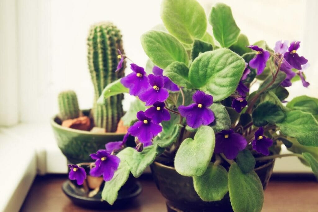 Violettes africaines (Streptocarpus sect. Saintpaulia)