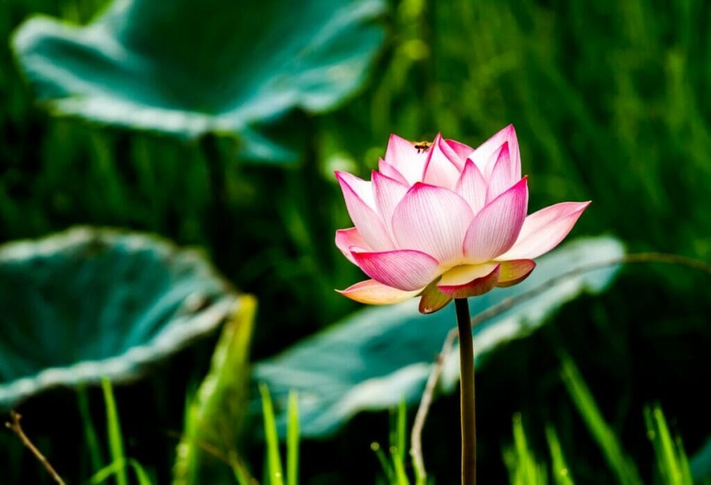 La signification spirituelle des fleurs de lotus dans l'Égypte ancienne