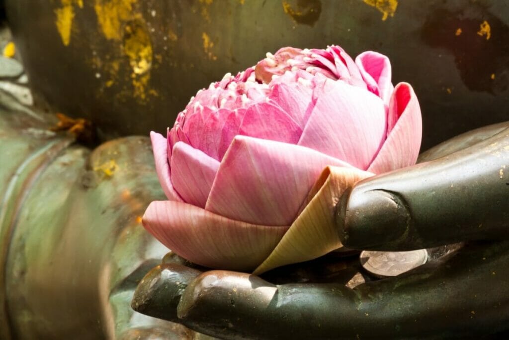 Les couleurs des fleurs de lotus et leur signification dans le bouddhisme