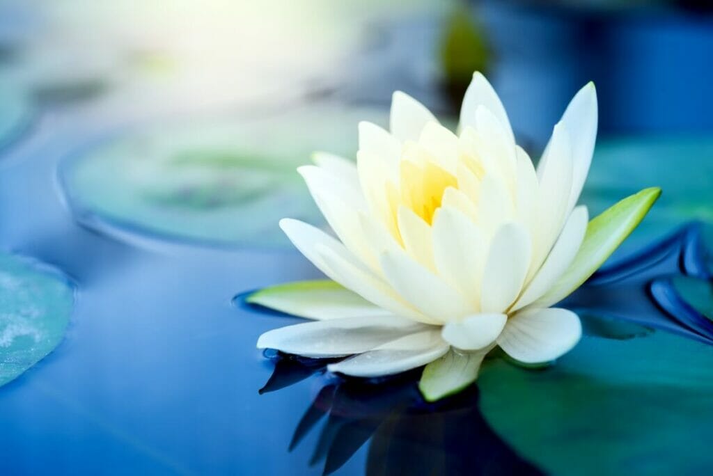 La signification spirituelle des fleurs de lotus blanc