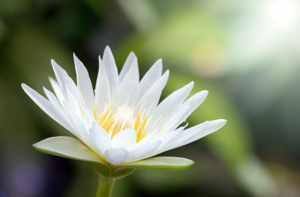 L'histoire ancienne des fleurs de lotus blanc