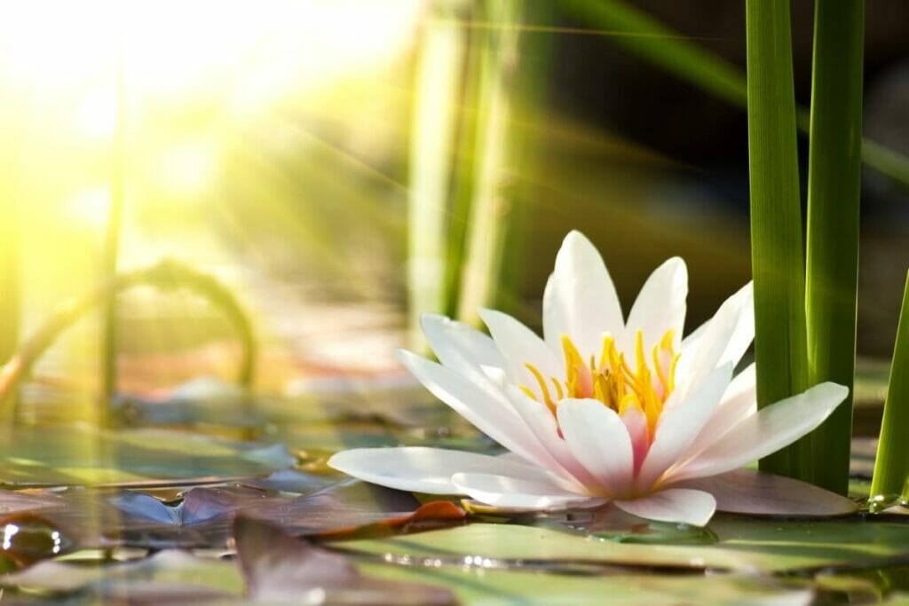 Les couleurs des fleurs de lotus et leur signification dans le christianisme