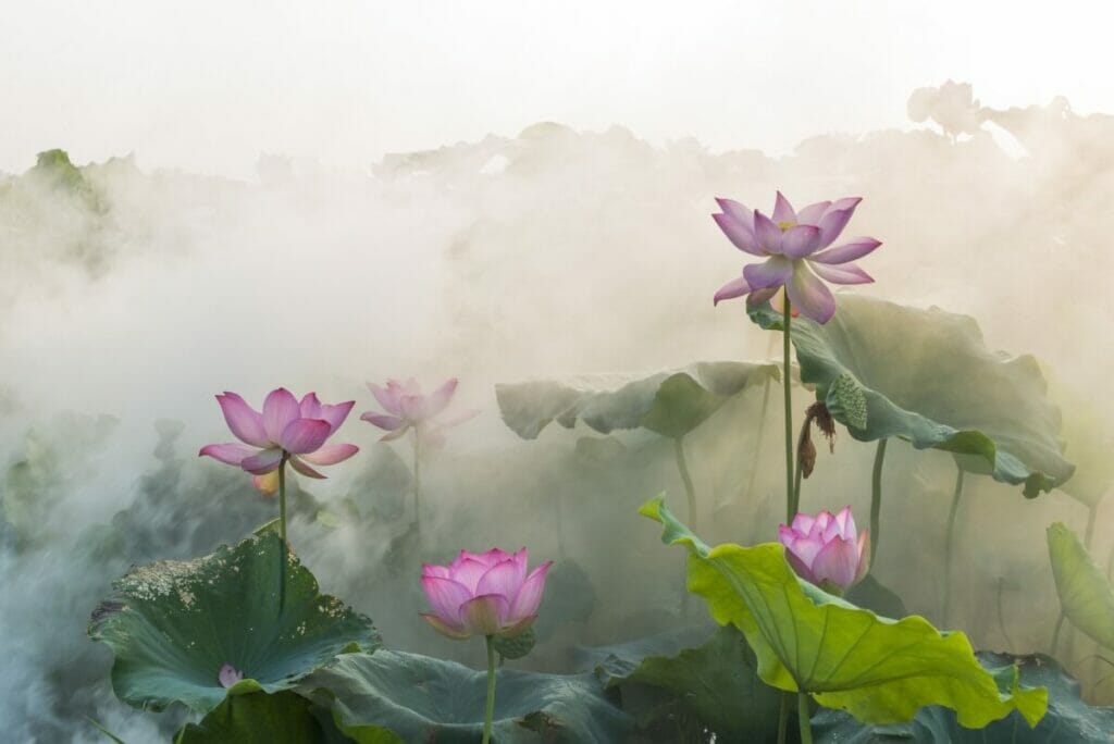 Les origines de la signification de la fleur de lotus dans le christianisme