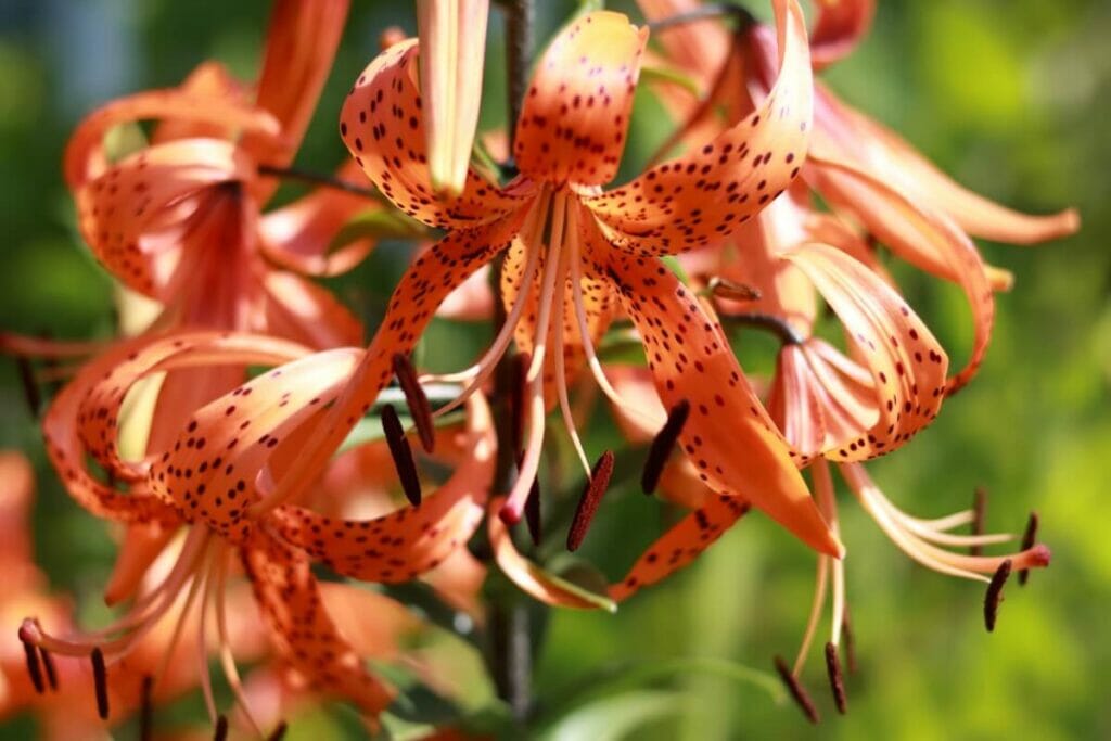 A propos de Tiger Lilies