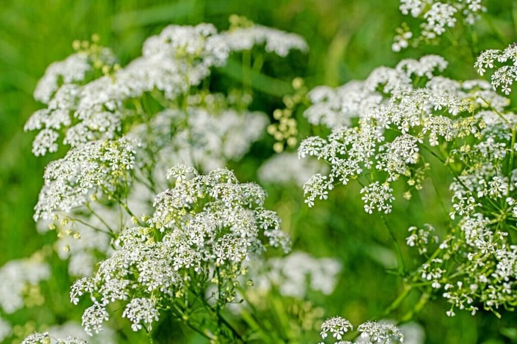 A propos des fleurs de dentelle de la reine Anne