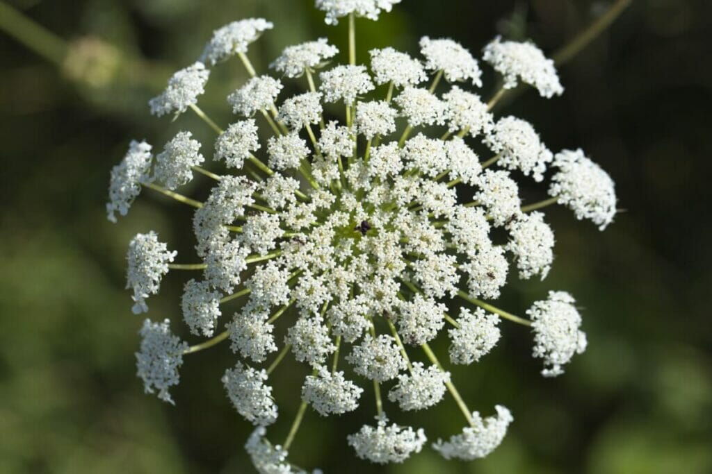 La signification, le symbolisme et l'importance culturelle de la fleur de dentelle de la reine Anne
