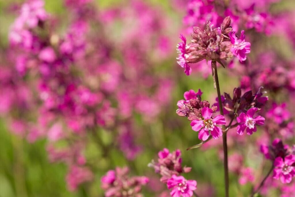 La signification, le symbolisme et l'importance culturelle des fleurs de Viscaria vulgaris