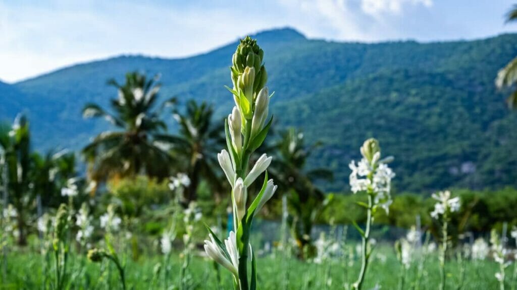 Quelles sont les régions où les fleurs de tubéreuse sont originaires ?