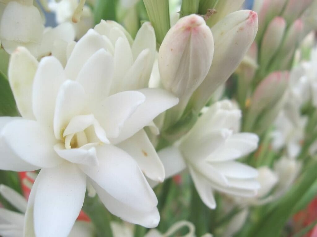 A propos des fleurs de tubéreuse (Agave amica) 