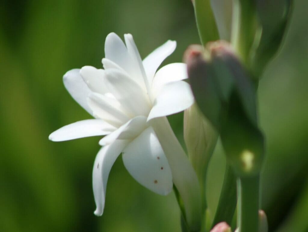 La signification, le symbolisme et l'importance culturelle des fleurs de tubéreuse