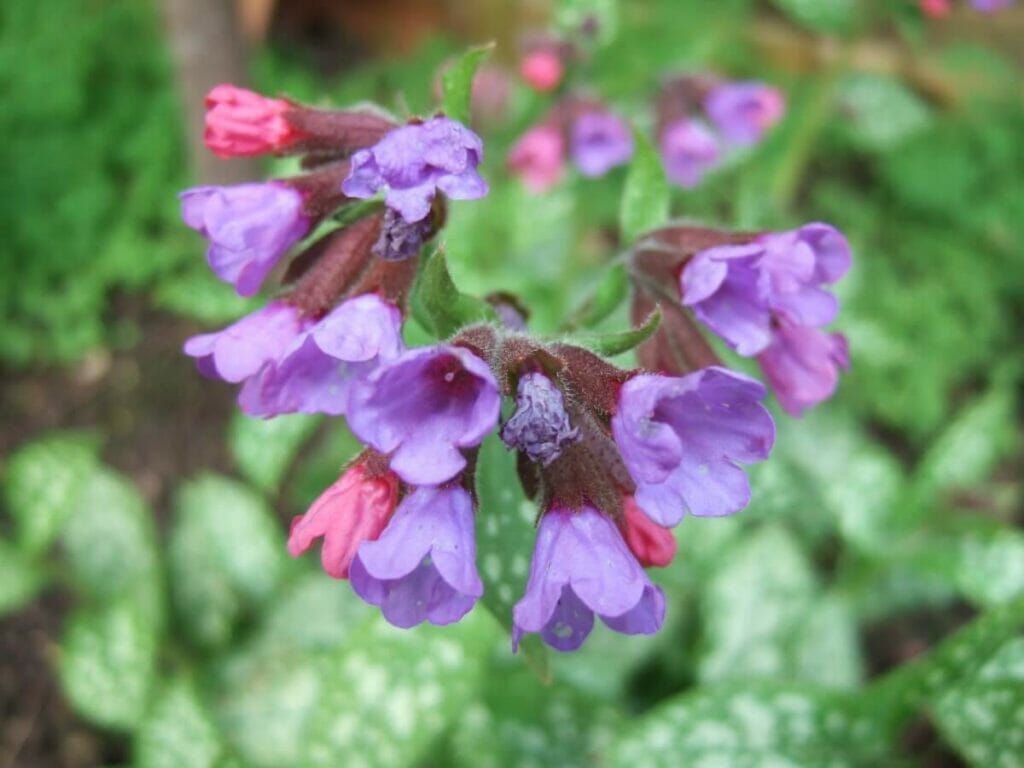 A propos des fleurs de pulmonaire