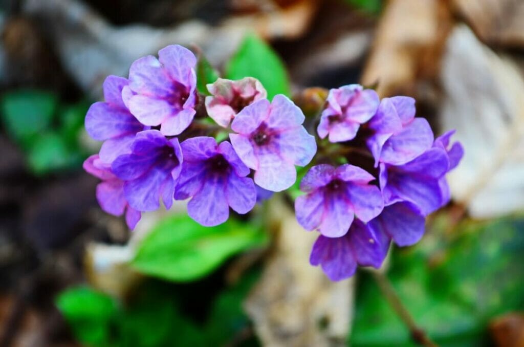 La signification, le symbolisme et l'importance culturelle des fleurs de pulmonaire